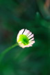 small daisy small daisy