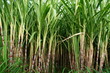 champs d'energie renouvellable, biocarburant champs d'energie renouvellable, biocarburant