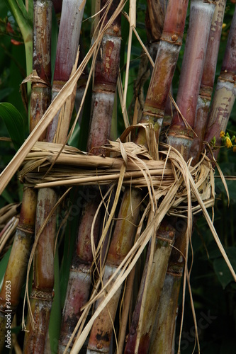 lien vegetal, cannes a sucre nouées pour preparer la recolte lien vegetal, cannes a sucre nouées pour preparer la recolte
