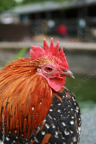 Photo: chicken chicken