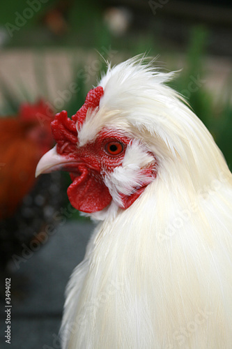Photo: chicken chicken