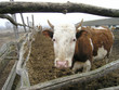 the cow close up.