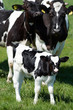 calf calf
