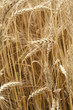 ripe ears of a rye