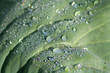 rainbow in dew