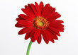 Gerbera-2
