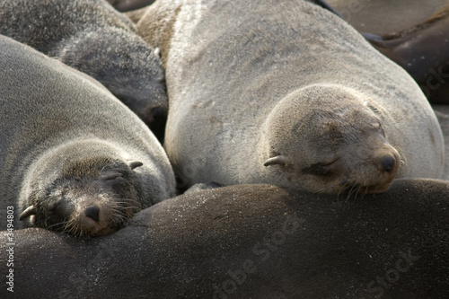 otaries au repos