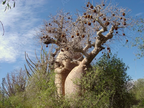 baobabs baobabs