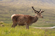 rothirsch in den highlands rothirsch in den highlands