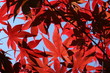 red leaves