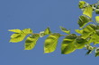 green leaves in sunlight
