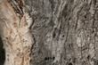 tree background tree background