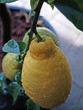 citron et épines