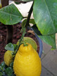 citron et citronier