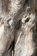 tree abstract tree abstract