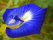 fleur tropicale bleue fleur tropicale bleue