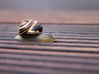 schnecke