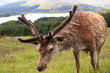 rothirsch in den schottischen highlands (2) rothirsch in den schottischen highlands (2)