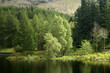 grüne insel