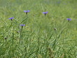 kornblumen