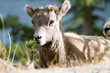 mountain goat