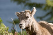 mountain goat 2