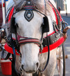 wedding horse