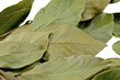 dry leaves of a laurel tree on a white background dry leaves of a laurel tree on a white background