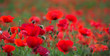 poppies