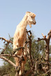 moroccan goat on the tree