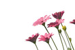 marguerites roses