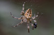 garden spider garden spider