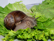 lumaca