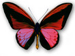 papillon papillon