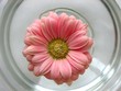 floating gerbera floating gerbera