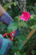 cutting roses
