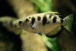 archerfish