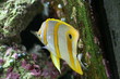 Australian Butterflyfish