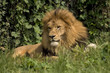 leone