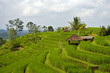 rice plantation