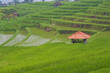 bali rice fields