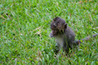 baby balinese monkey
