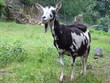 chèvre