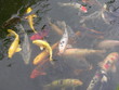 poissons