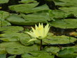 nénuphar