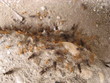 ant city