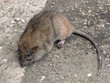 big ugly rat
