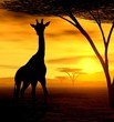 african spirit