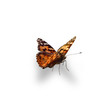 schmetterling schmetterling