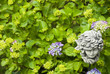 hidden stony head in hortensia for a postcard or b hidden stony head in hortensia for a postcard or b